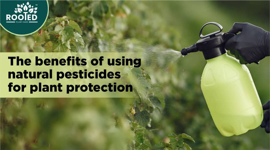 Pesticides & Agrochemicals